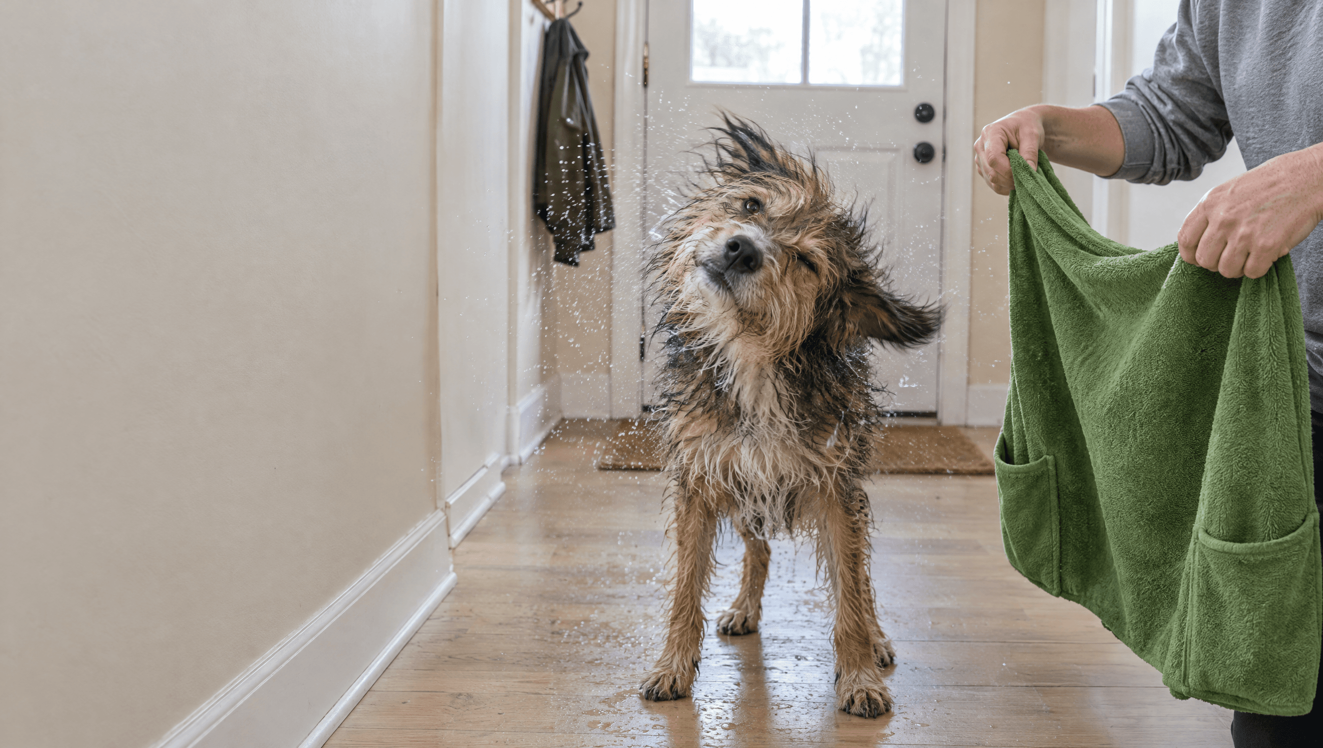 A wet dog shaking off water in a hallway while a person holds up a green towel.